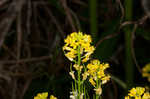 Garden yellowrocket